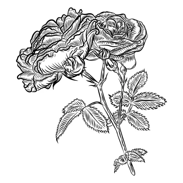 花.手绘玫瑰。装饰玫瑰. — 图库矢量图片