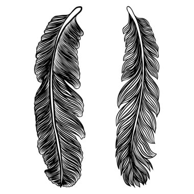 Kabile dekoratif kuş tüyleri, elle çizilmiş. Vektör.