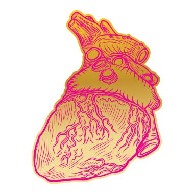 Sevgililer günü anatomik insan kalbi. 