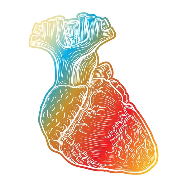 Corazón humano rojo con aorta, venas y arterias — Vector de stock