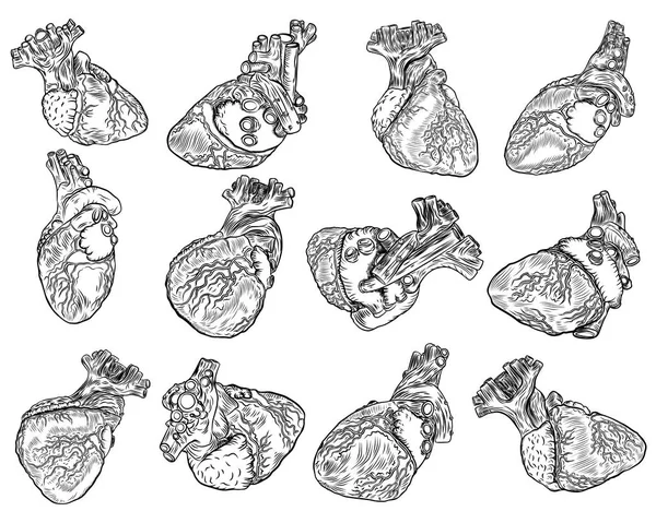 Conjunto de corazones anatómicos — Archivo Imágenes Vectoriales