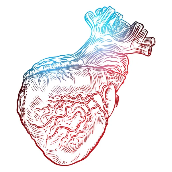 Samostatný, gravírování barevné červená modrá hromado tetování koncepcí anatomických lidské srdce — Stockový vektor