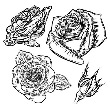 Beyaz arka plan üzerinde izole kümesi çiçek gül.