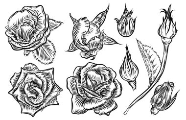 Çiçek gül ve tomurcukları yaprakları setiyle. 