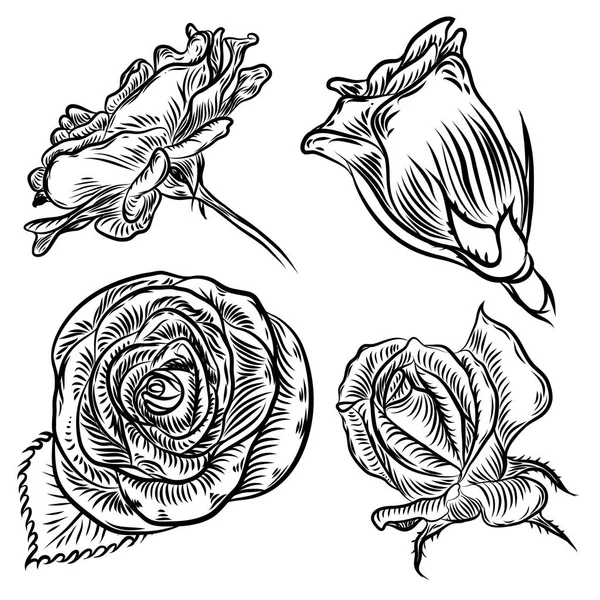 Rosen gesetzt. Jahrgangsblumenkollektion. — Stockvektor