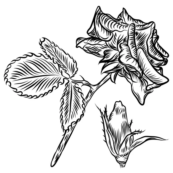 Conjunto de dibujo a mano rosa, brotes de primavera . — Archivo Imágenes Vectoriales