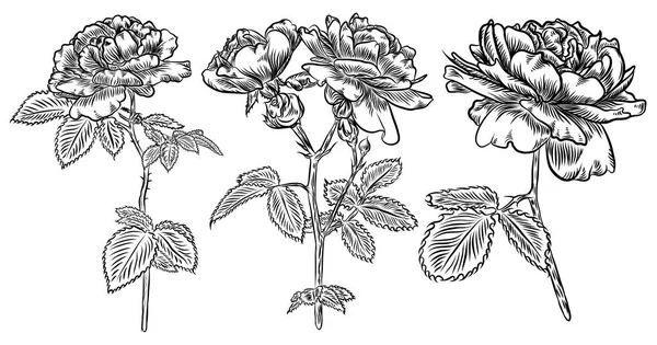 Zestaw kwiatów. Ręcznie rysowane wzrosła. Kolekcja róż do dekoracji. — Wektor stockowy