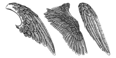 Kanatları ayarlayın. Ayrıntılı kuş kanatları koleksiyonu el çekilmiş.