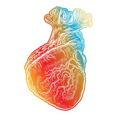 Aort, damarları ve arterler ile kırmızı insan kalp 