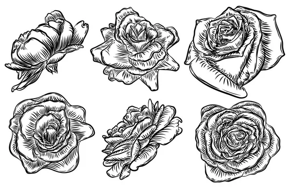 Rosas listas. Colección de flores vintage . — Vector de stock