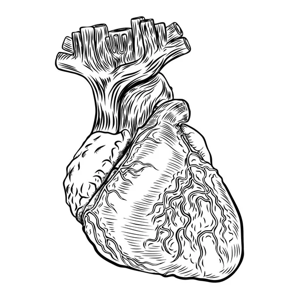 Ručně tažené flash tetování pojmu anatomie srdce — Stockový vektor