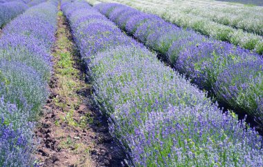 Lavanta çiçeği alan, doğal arka plan görüntü. 