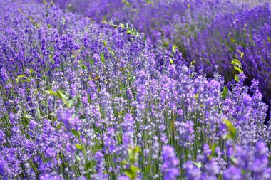 Lavanta çiçeği alan, doğal arka plan görüntü. 