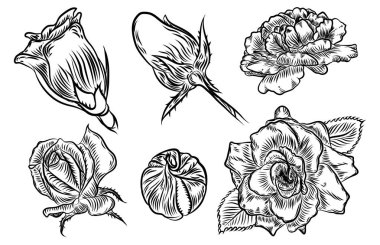 Çiçek gül ve tomurcukları yaprakları setiyle. 