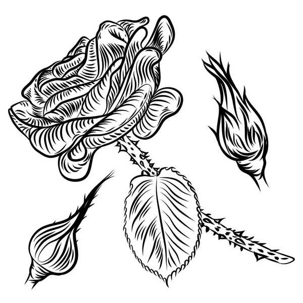 Set de dessin à la main rose, bourgeons de printemps . — Image vectorielle