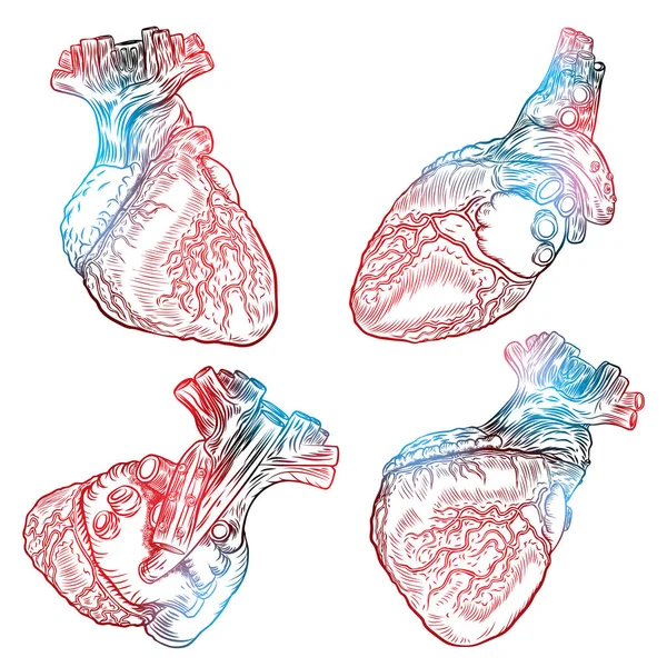 Ensemble d'anatomie des coeurs humains . — Image vectorielle