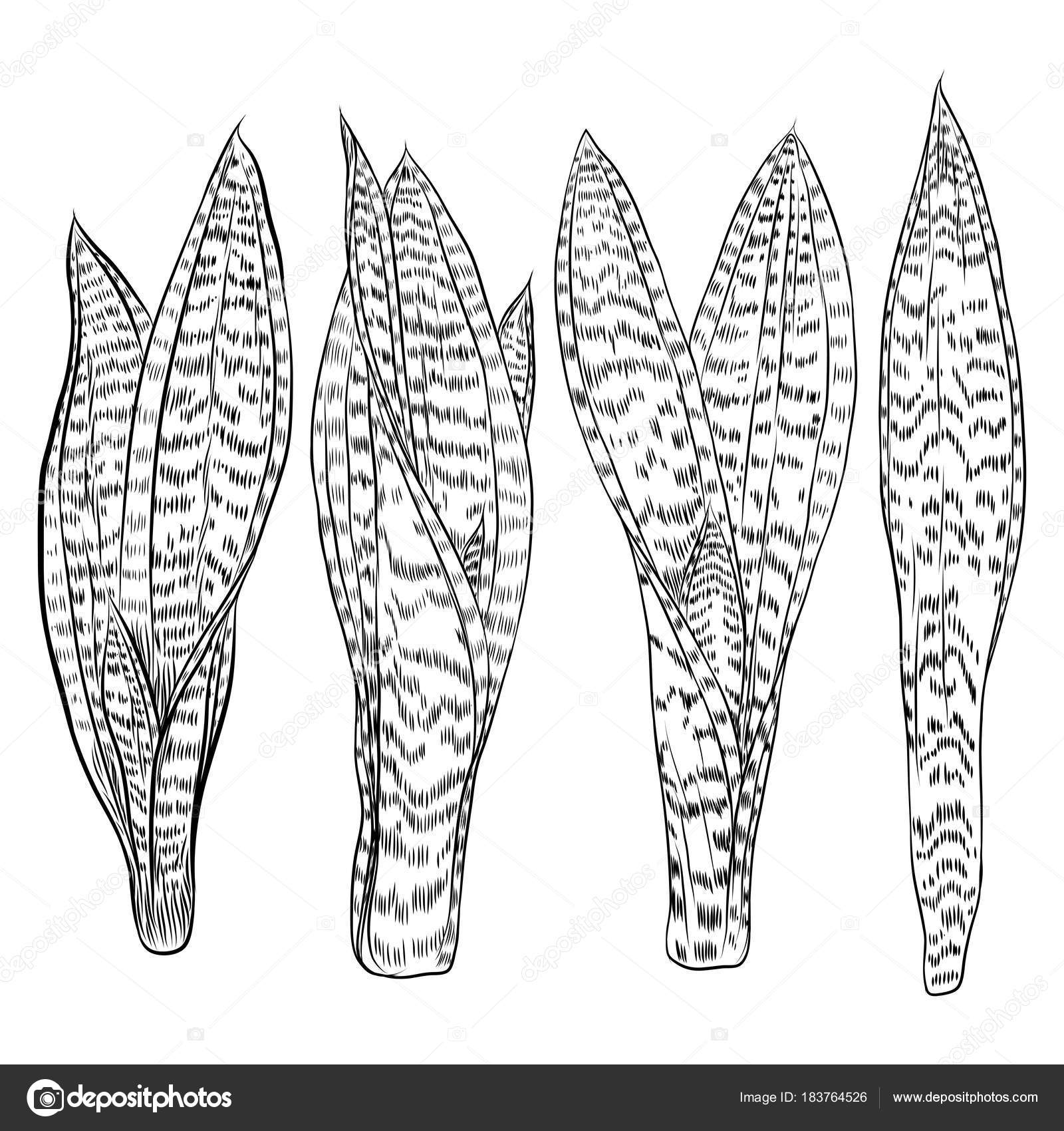 Snake Plant Floral Stamp | Plant sketches, Plant drawing, Snake plant