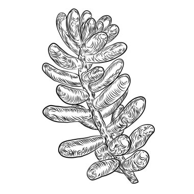 Etli kaktüs bitki dal. El çekilmiş çiçek.