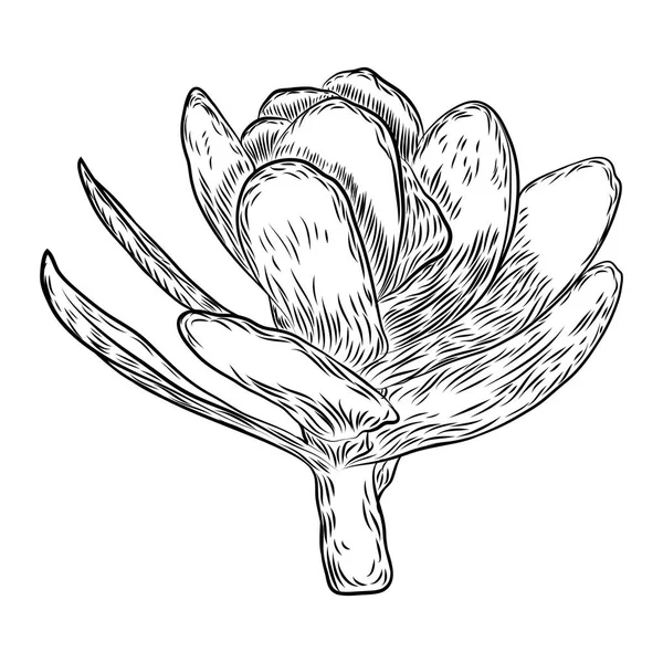 Succulente branche de cactus. Fleurs dessinées à la main . — Image vectorielle