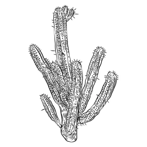 Un cactus sauvage. Cactus piquants dessinés à la main . — Image vectorielle