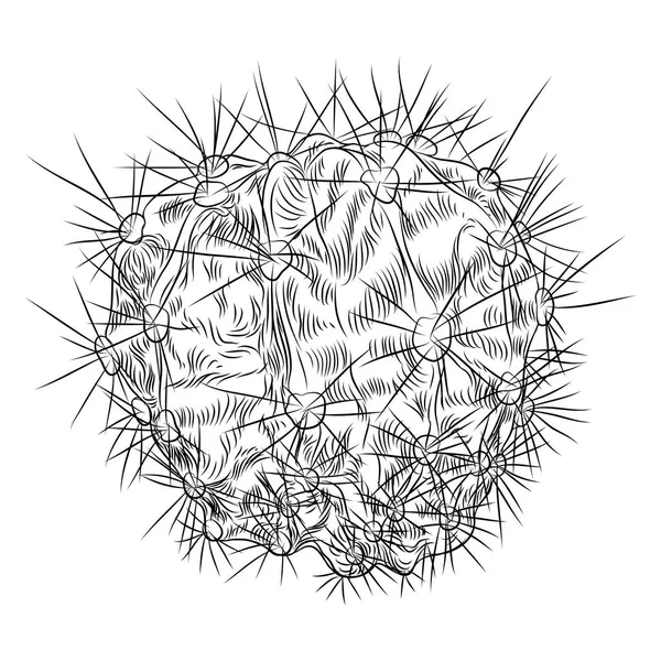 Cactus silvestres. Cactus espinosos dibujados a mano . — Archivo Imágenes Vectoriales