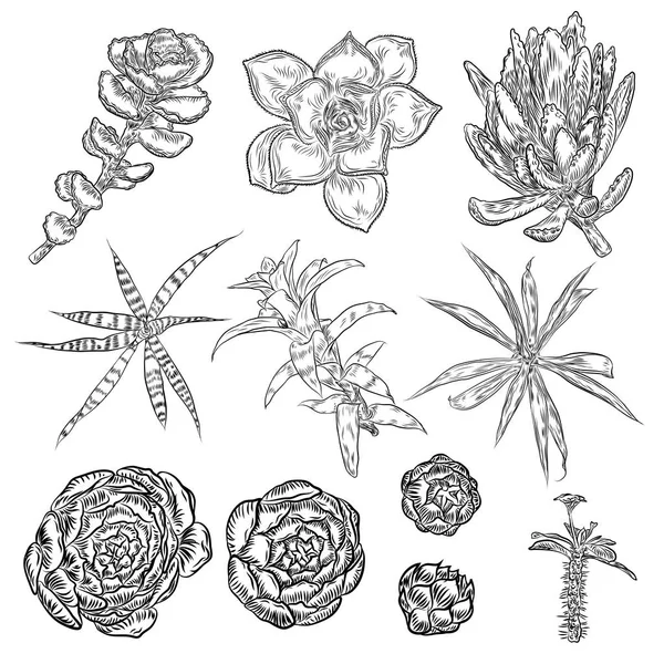 Набор суккулентов и кактусов . — стоковый вектор