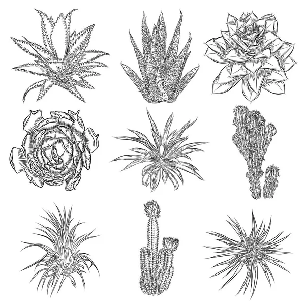 Ensemble de cactus. plantes dessinées à la main . — Image vectorielle