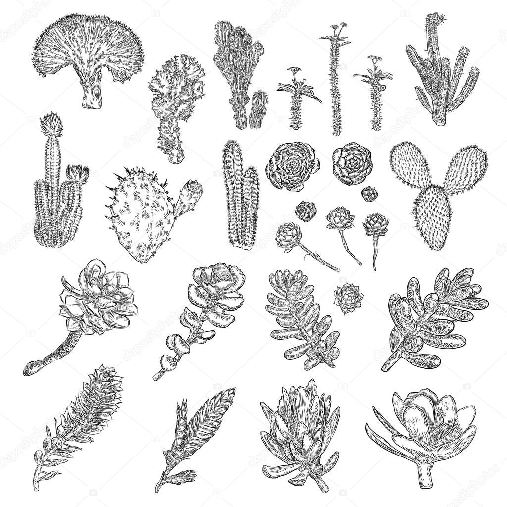 Cactus set. Hand drawn plants. 