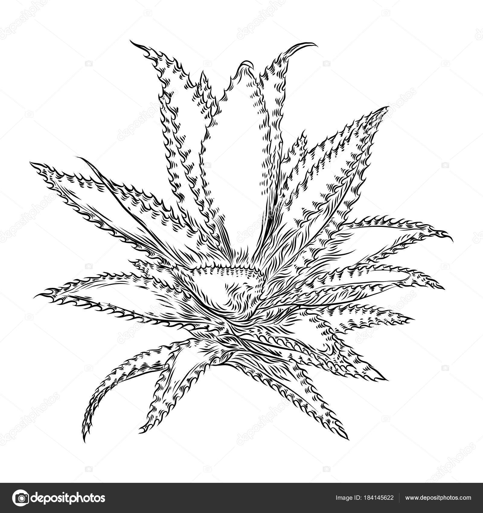 Hand Drawn Agave And Aloe Plant Cactus Family Stock Vector