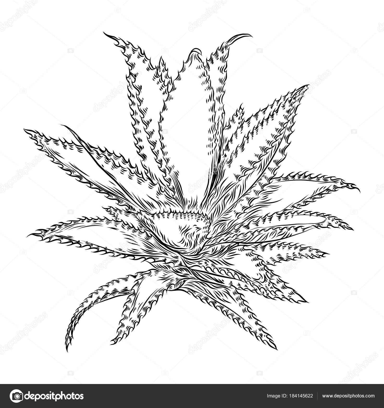 Hand Drawn Agave And Aloe Plant Cactus Family Stock Vector