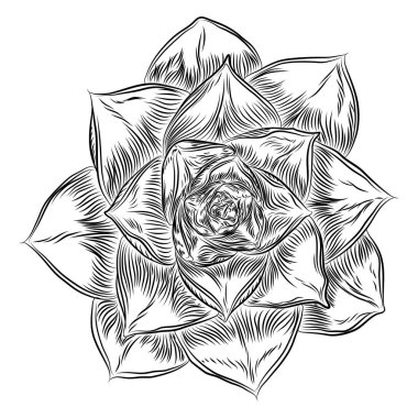 Etli kaktüs çiçeği, elle çizilmiş