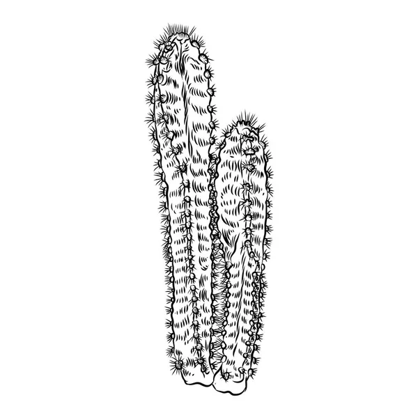 Un cactus sauvage. Cactus piquants dessinés à la main . — Image vectorielle