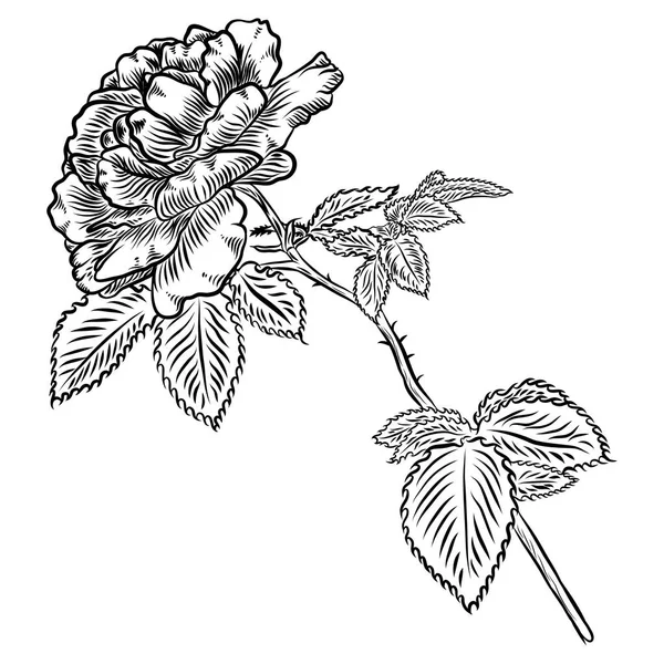 Flores. Rosa dibujada a mano . — Vector de stock