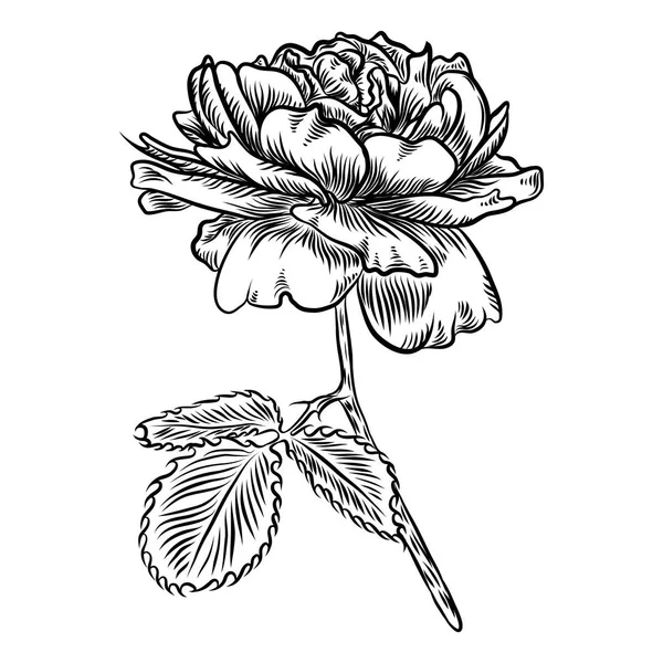 Flores Rosa Dibujada Mano Rosas Para Decoración Vector — Archivo Imágenes Vectoriales