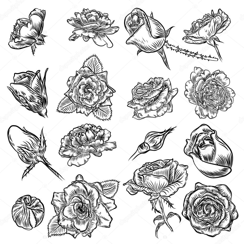 Flowers set. Hand drawn rose. Roses collection for decoration. Vector.