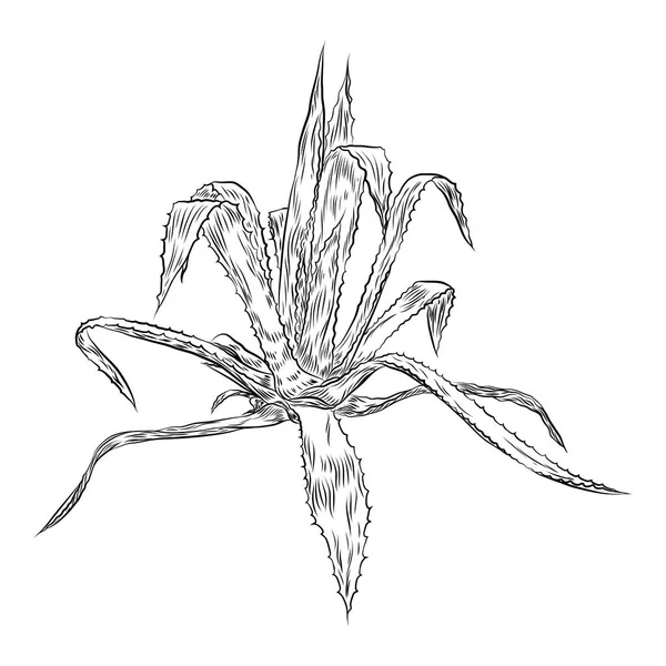 Ręcznie Rysowane Agawy Aloesu Roślin Rodziny Pustyni Egzotyczne Rośliny Sukulenty — Wektor stockowy