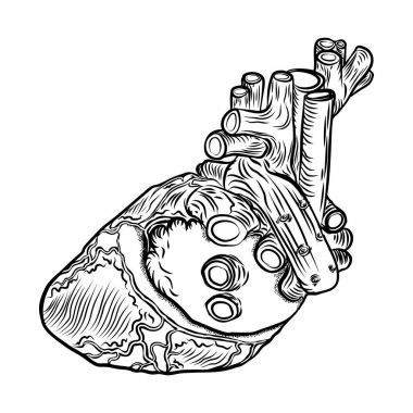 Anatomik kalp. Elle çizilmiş flash dövme anatomi kalp kavramı. Sevgililer günü kartı tasarım öğesi. Vektör.