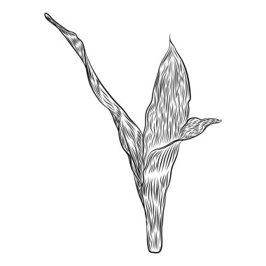 Yeşil ve altın yılan bitki, etli kaktüsler aile. Tekstil için trendy tropikal tasarım. Çeşitli elle çizilmiş egzotik bitki kümesi. Vektör.