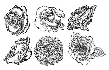 Gül el set, Bahar tomurcukları çizimi. Siyah yaprak ve tasarım elemanları çiçek koleksiyonu ile yükseldi. Vektör.