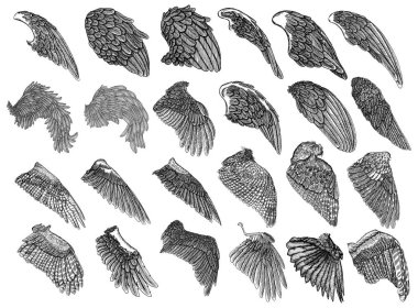 Set of hand drawn vintage etched woodcut angel or bird detailed wings. Heraldic wings for tattoo and mascot design. Isolated sketch collection vector. Card, poster, t-shirt, smart phone, CD print. clipart