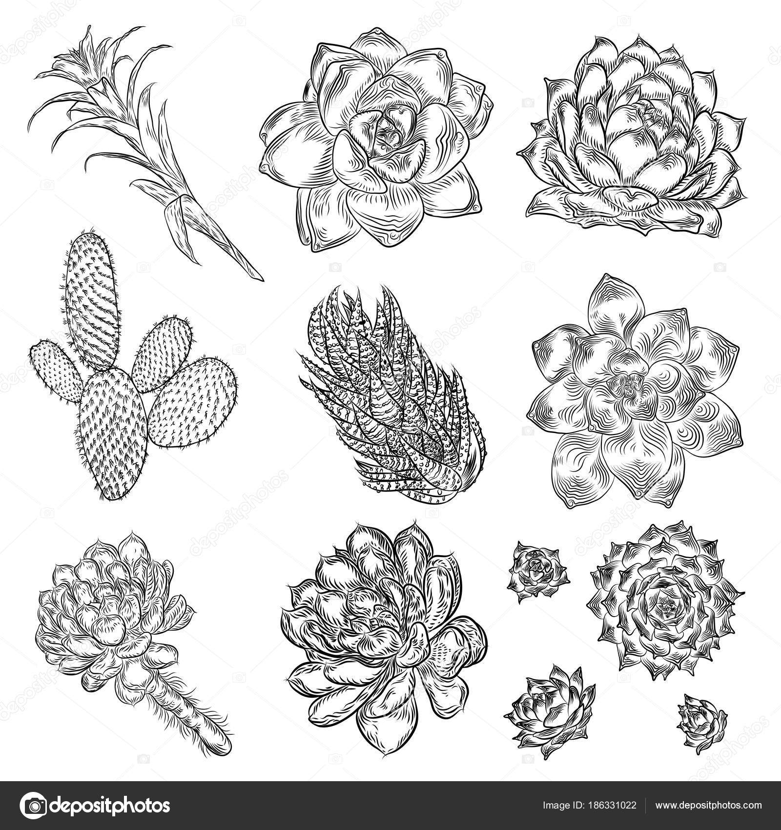 Free Free Cactus Outline Svg 249 SVG PNG EPS DXF File