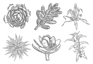 Dizi tropik bitkiler, el çizimi, kaktüs çiçek guzmania, echeveria, sulu. Vektör.