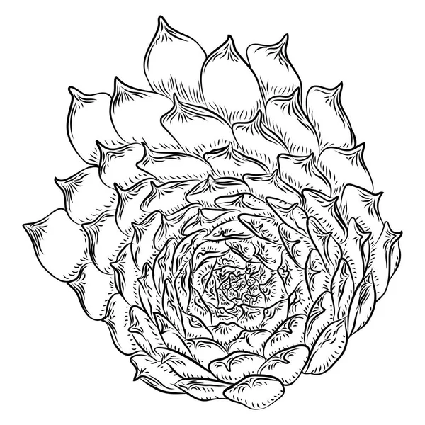 Тропическое Растение Рисование Вручную Гусмания Цветка Кактуса Эхиверия Суккулент Вектор — стоковый вектор