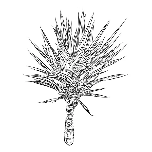 Krukväxt Inomhus Hand Dras Cactus Leaf Bush Skissartad Doodle Stil — Stock vektor