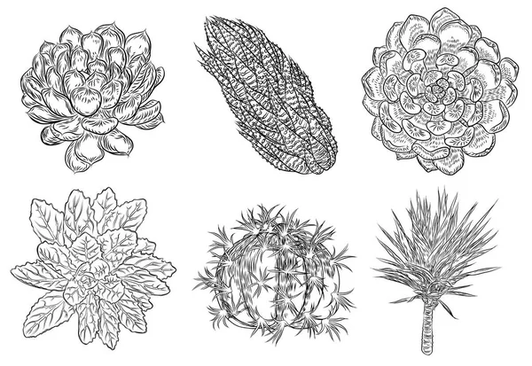 Conjunto Cactus Dibujo Ramos Suculentos Elementos Para Invitaciones Tarjetas Felicitación — Archivo Imágenes Vectoriales
