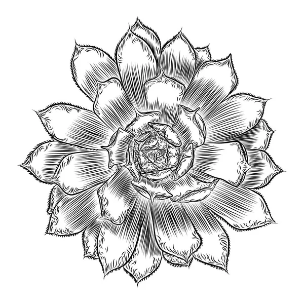 Tropical plant, hand drawing, cactus flower guzmania, echeveria, — Stock Vector © goldenshrimp