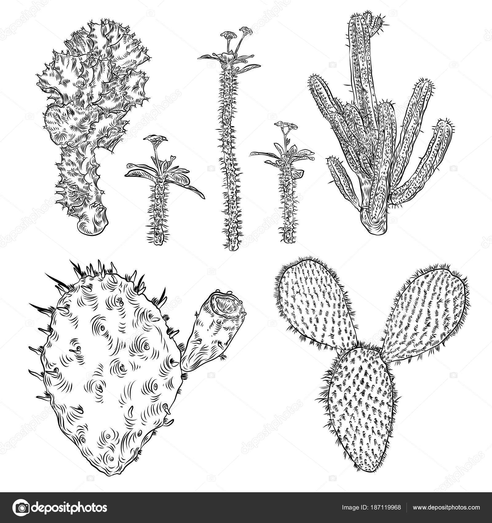 コレクション チョヤッ サボテン チョヤッ サボテン Mbaheblogjpqti6