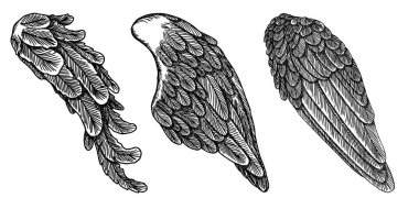 Kanatları ayarlayın. El detaylı kuş kanatları koleksiyonu çekilmiş. Vektör.