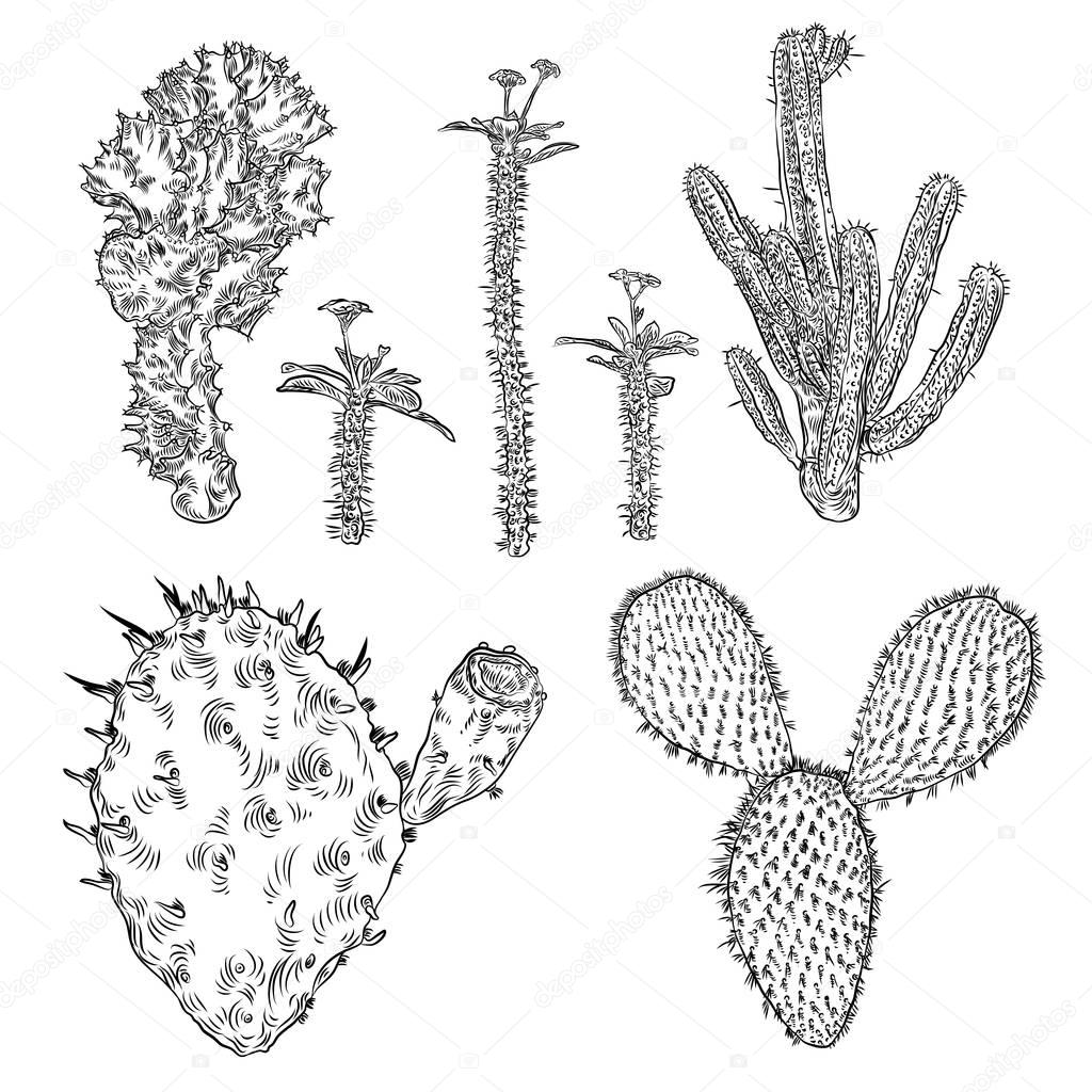 Set of cactuses, hand drawn Cacti and Succulents. Terrarium cact