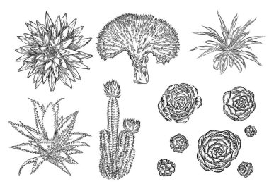 Kaktüs çizim ayarlayın. Davetiyeler için leziz buketler öğeleri,